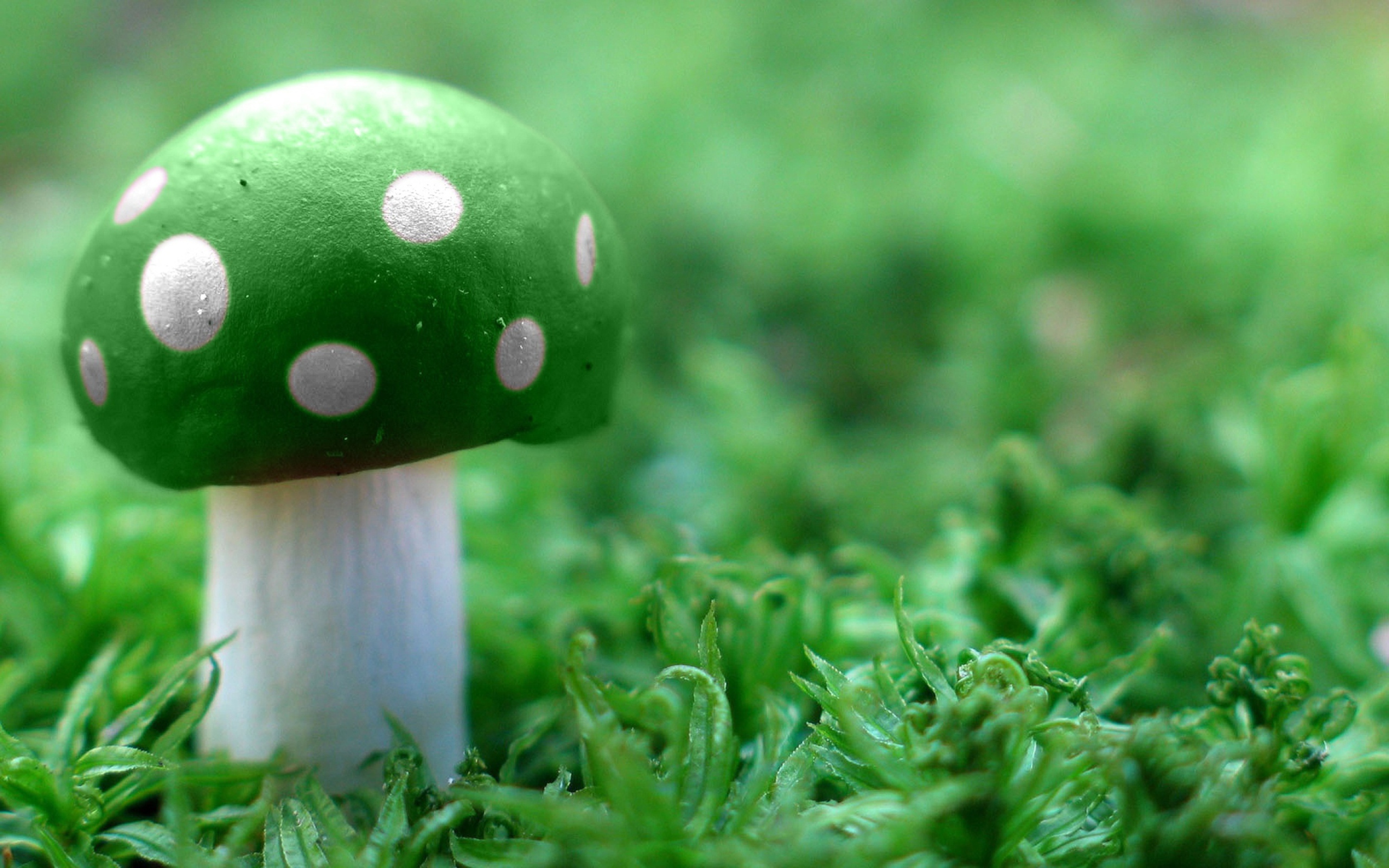 Das Green Mushroom Wallpaper 2560x1600