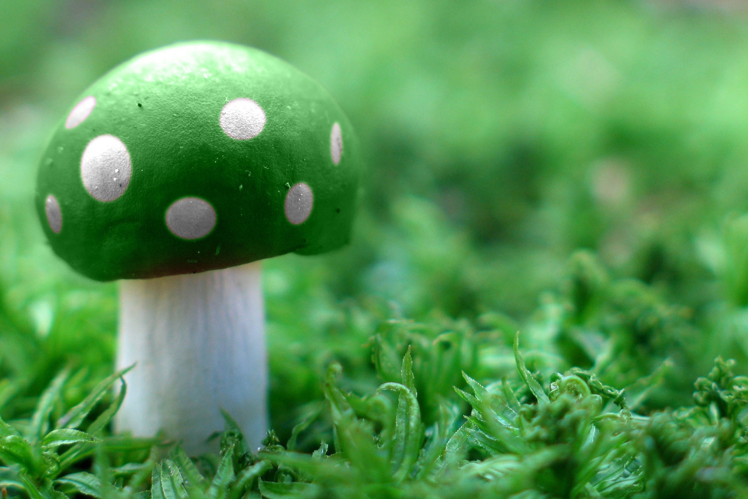 Sfondi Green Mushroom 2880x1920