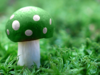 Fondo de pantalla Green Mushroom 320x240