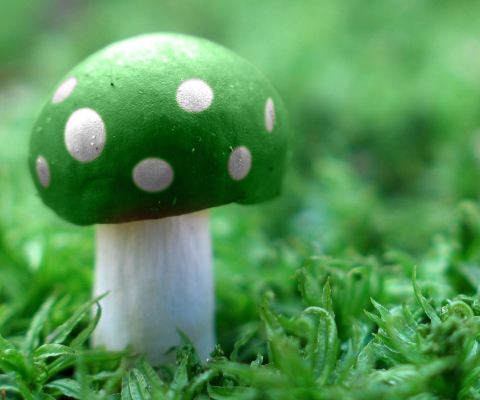Fondo de pantalla Green Mushroom 480x400