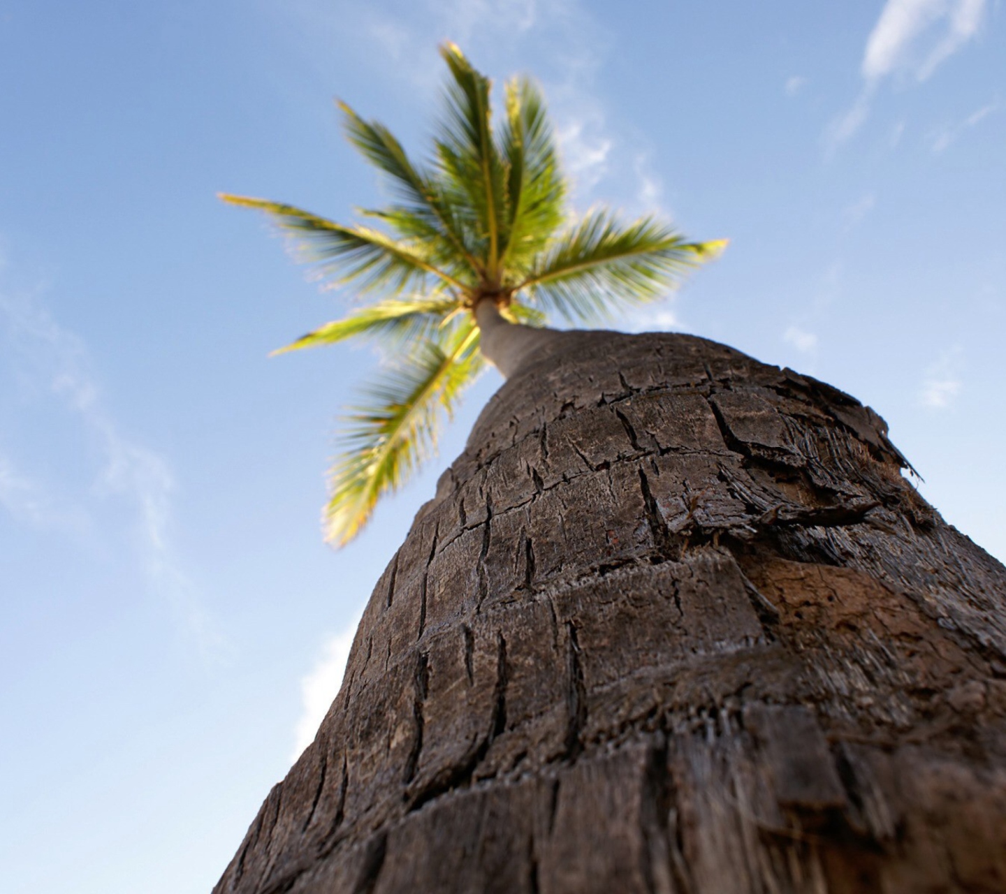 Das Palm Tree Wallpaper 1440x1280