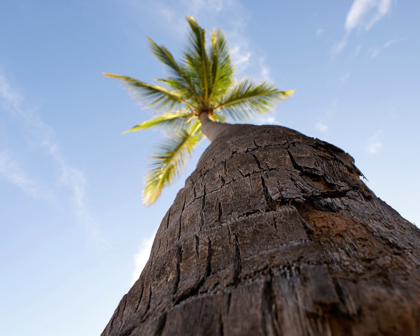 Sfondi Palm Tree 1600x1280
