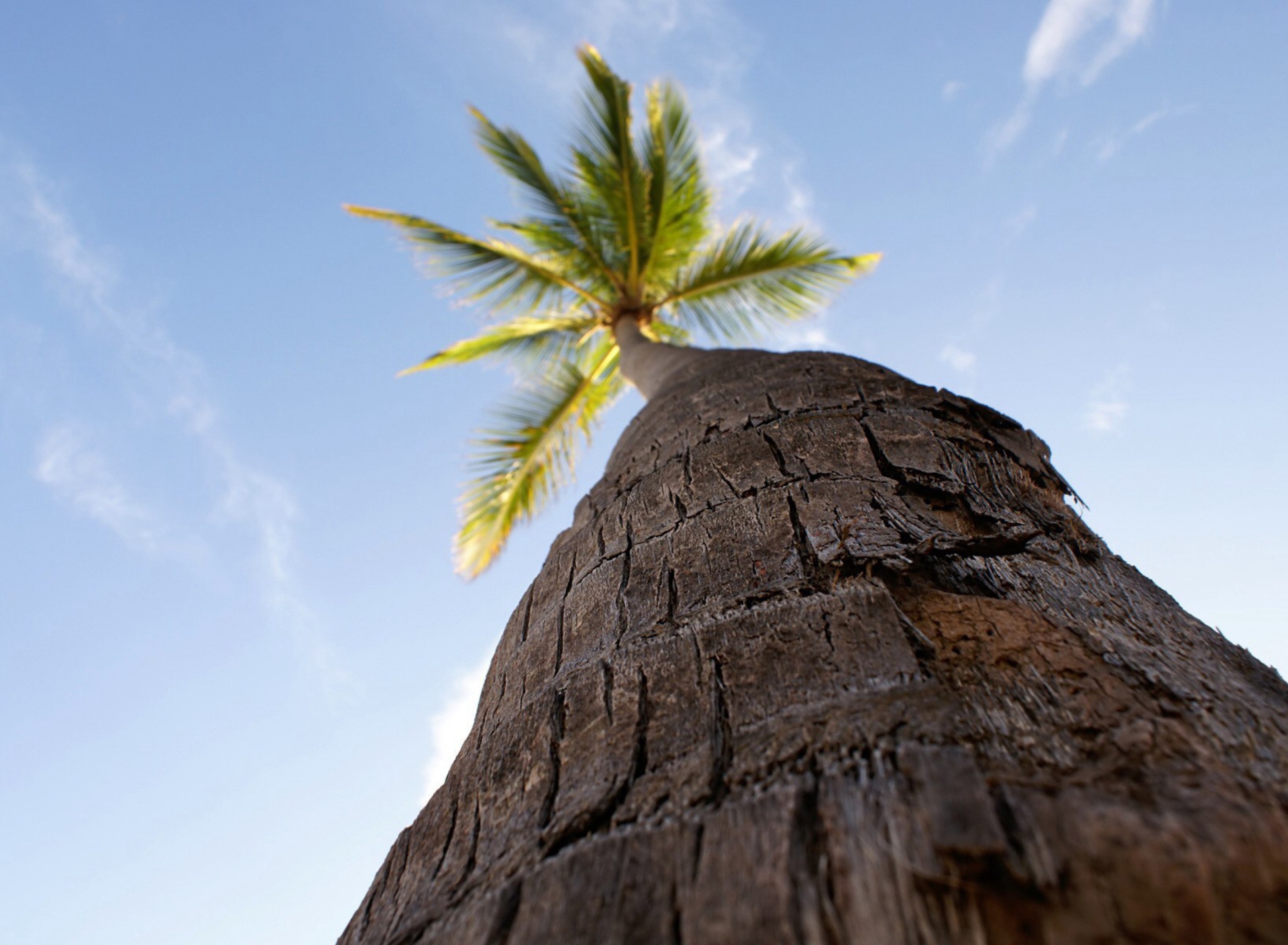 Обои Palm Tree 1920x1408