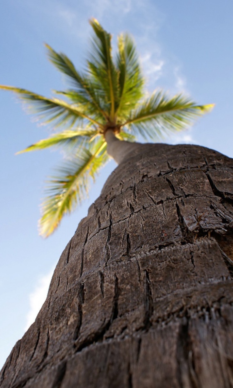 Fondo de pantalla Palm Tree 480x800