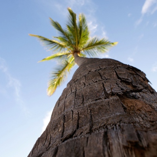 Free Palm Tree Picture for Samsung Breeze B209