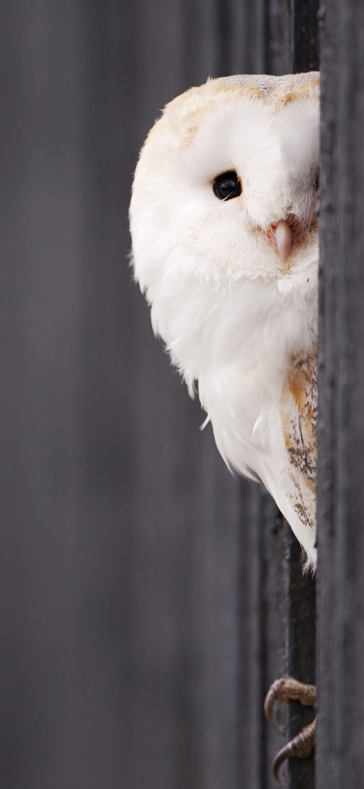 White Owl wallpaper 1170x2532