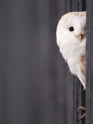 Das White Owl Wallpaper 132x176