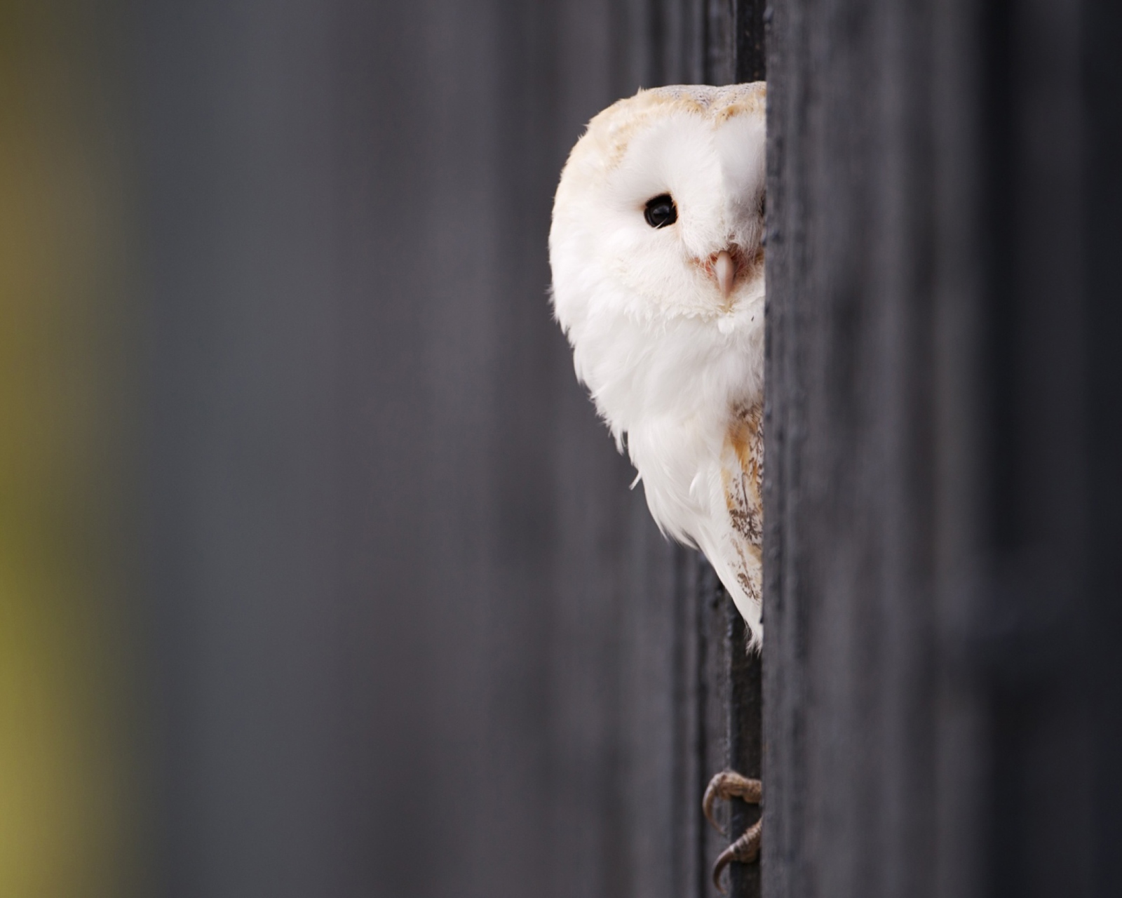 White Owl wallpaper 1600x1280