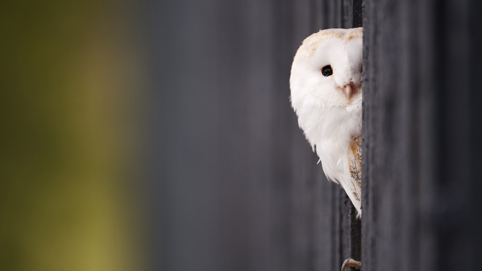 Fondo de pantalla White Owl 1600x900