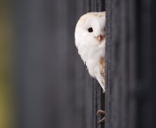 White Owl wallpaper 176x144