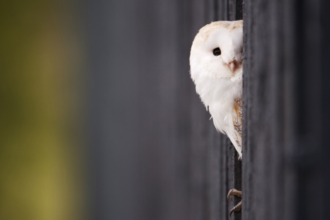 Das White Owl Wallpaper 480x320