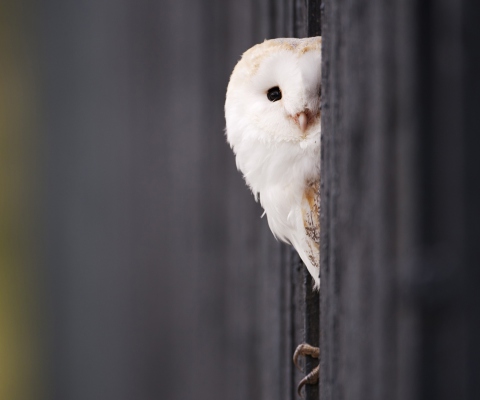 Fondo de pantalla White Owl 480x400