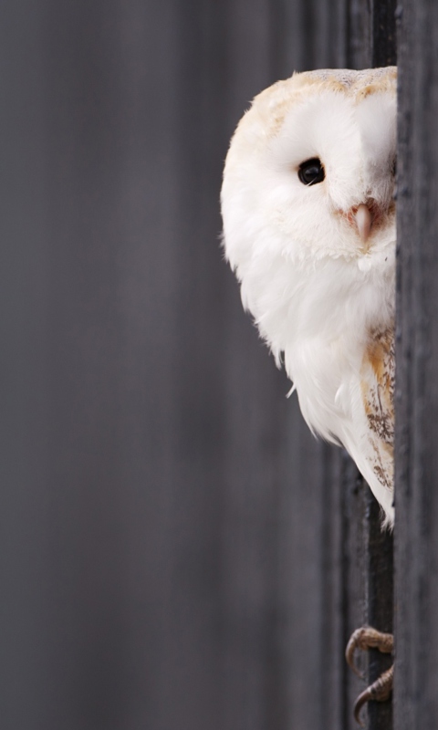 White Owl wallpaper 480x800