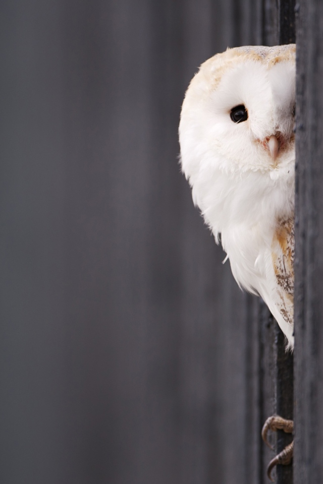 Обои White Owl 640x960