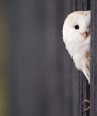 White Owl - Obrázkek zdarma pro 640x960