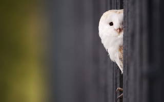 White Owl - Obrázkek zdarma 