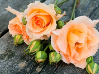 Roses wallpaper 320x240