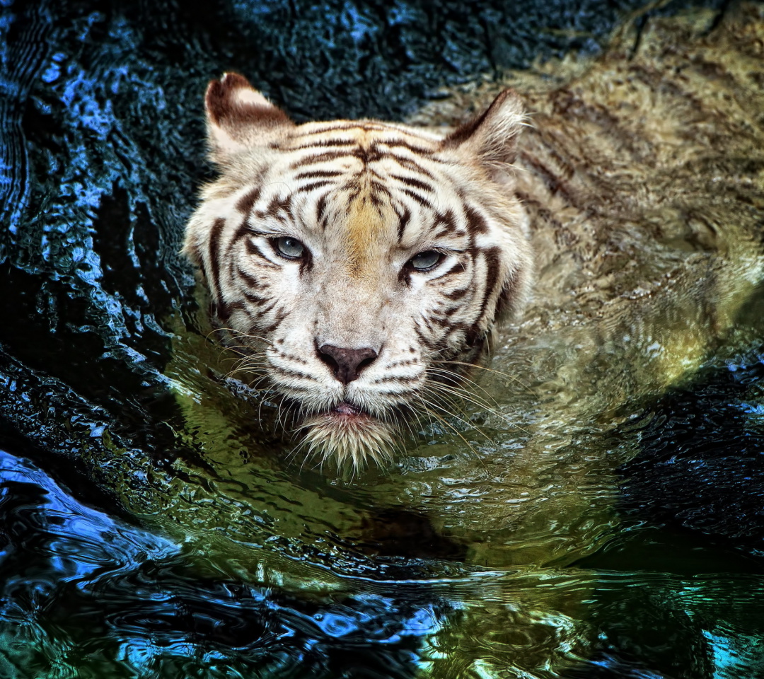 Fondo de pantalla Big Tiger 1080x960