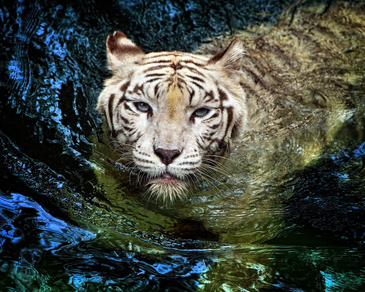 Fondo de pantalla Big Tiger 1280x1024