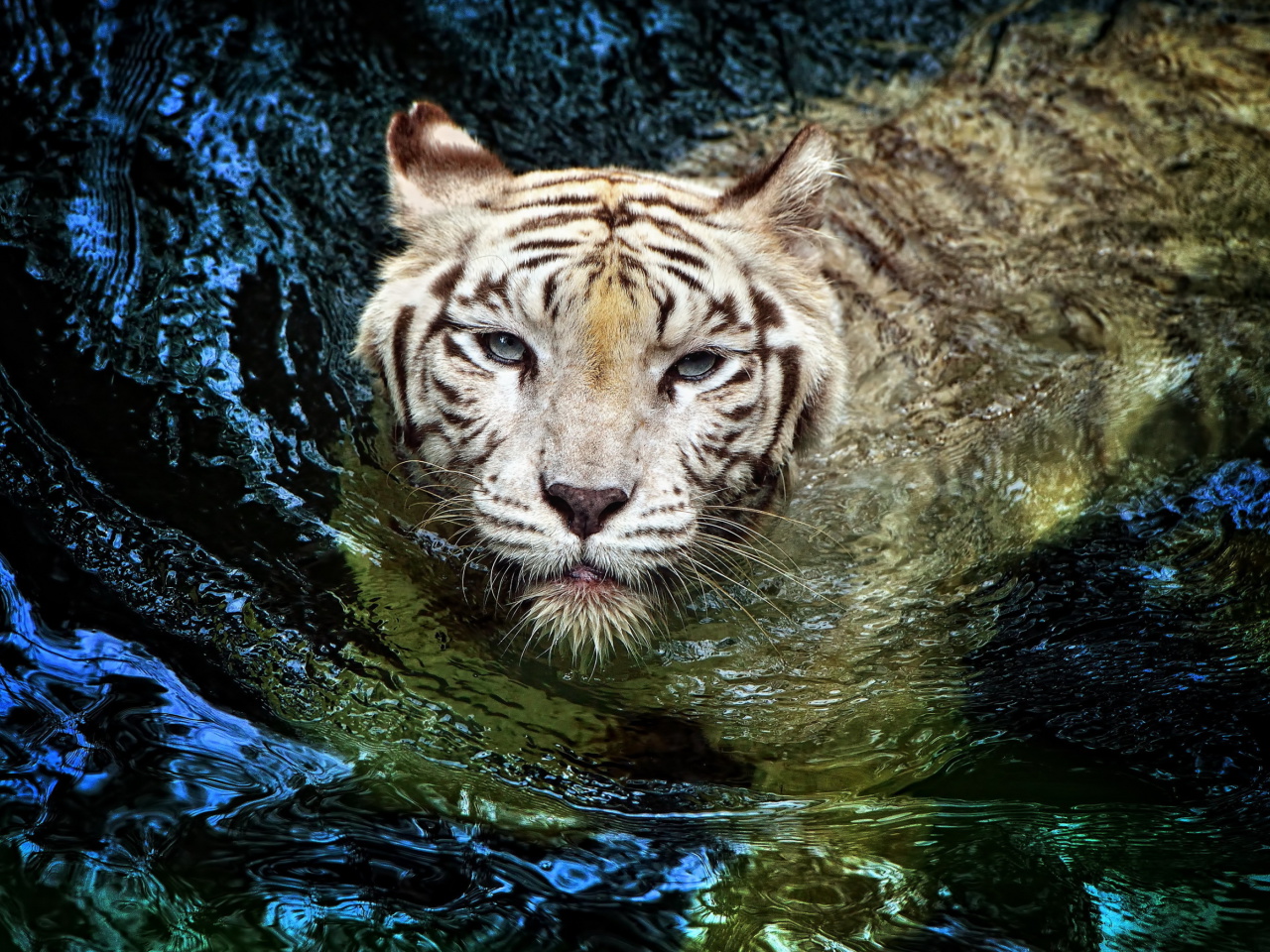 Fondo de pantalla Big Tiger 1280x960