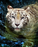 Das Big Tiger Wallpaper 128x160