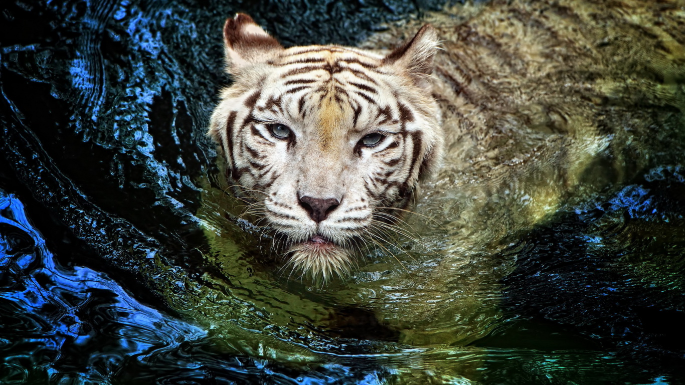 Fondo de pantalla Big Tiger 1366x768