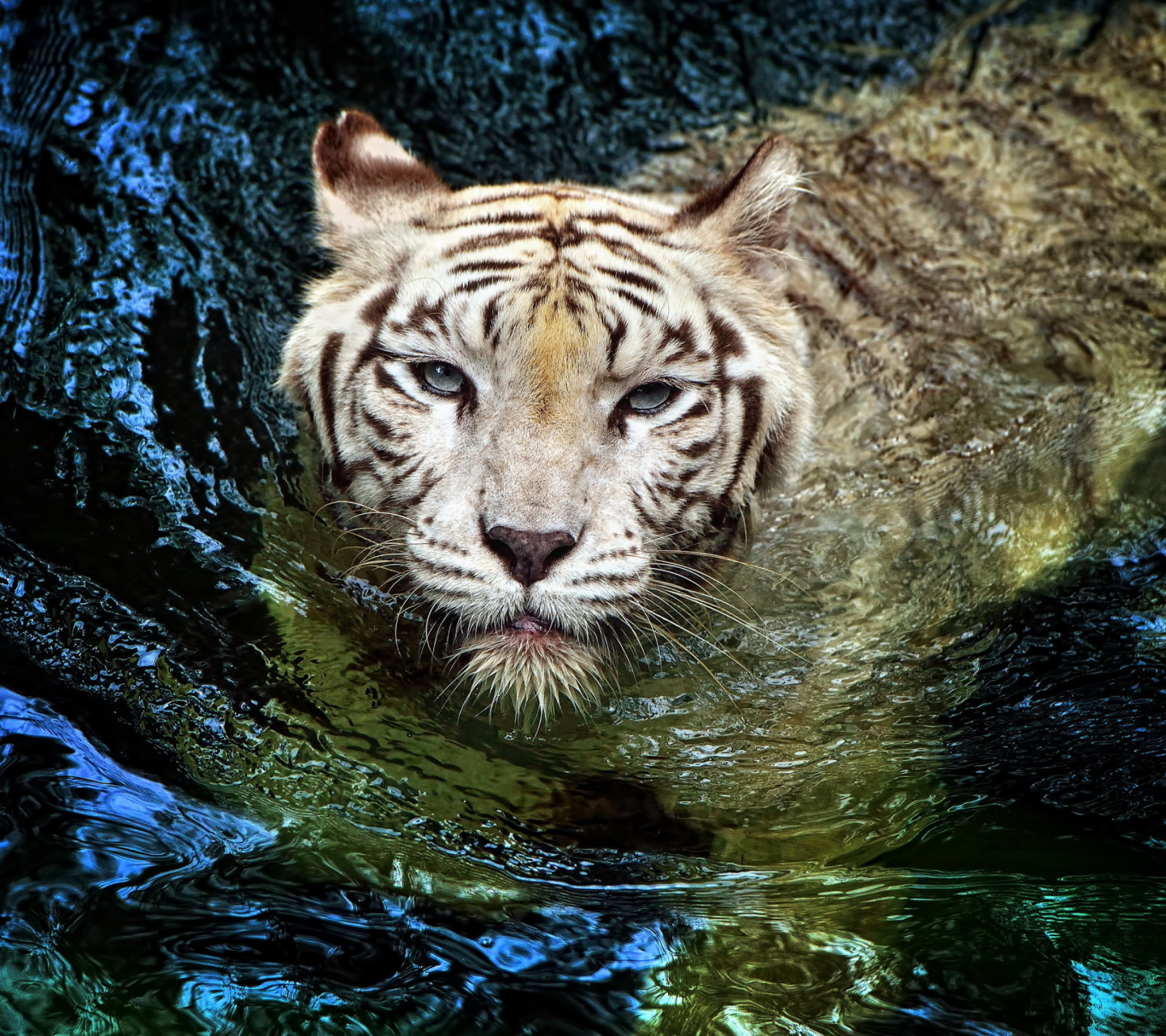 Fondo de pantalla Big Tiger 1440x1280