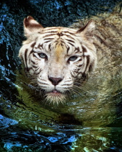 Big Tiger screenshot #1 176x220