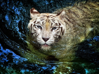 Big Tiger wallpaper 320x240