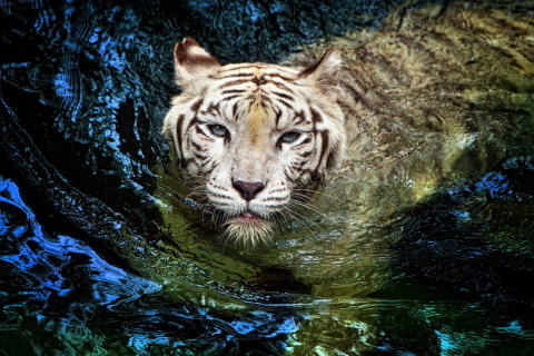 Fondo de pantalla Big Tiger 480x320