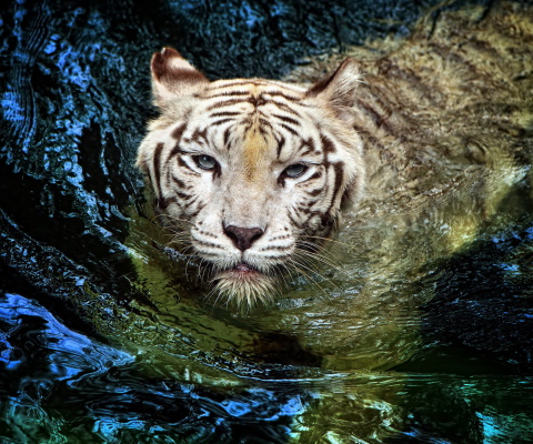 Das Big Tiger Wallpaper 480x400