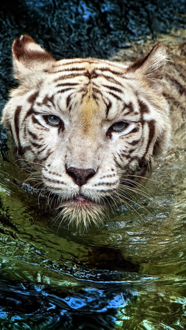 Sfondi Big Tiger 640x1136