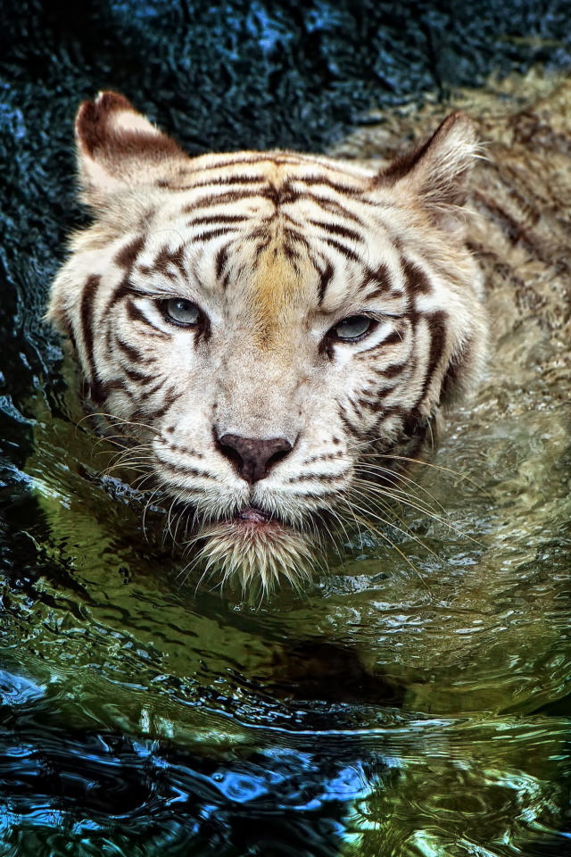 Das Big Tiger Wallpaper 640x960