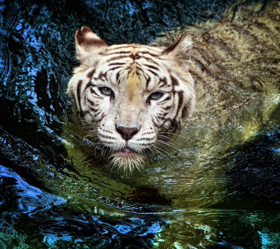 Sfondi Big Tiger 960x854
