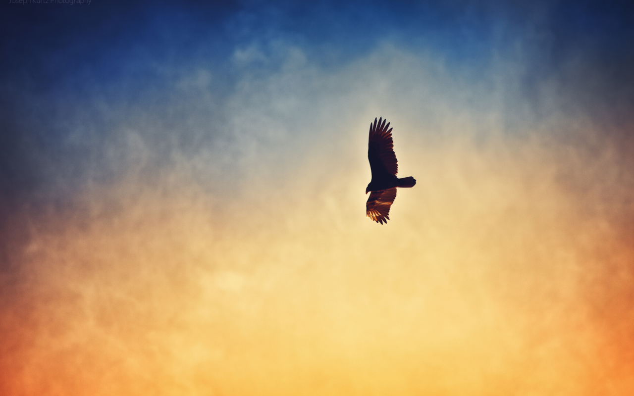 Bird In Sky wallpaper 1280x800