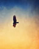 Bird In Sky screenshot #1 128x160