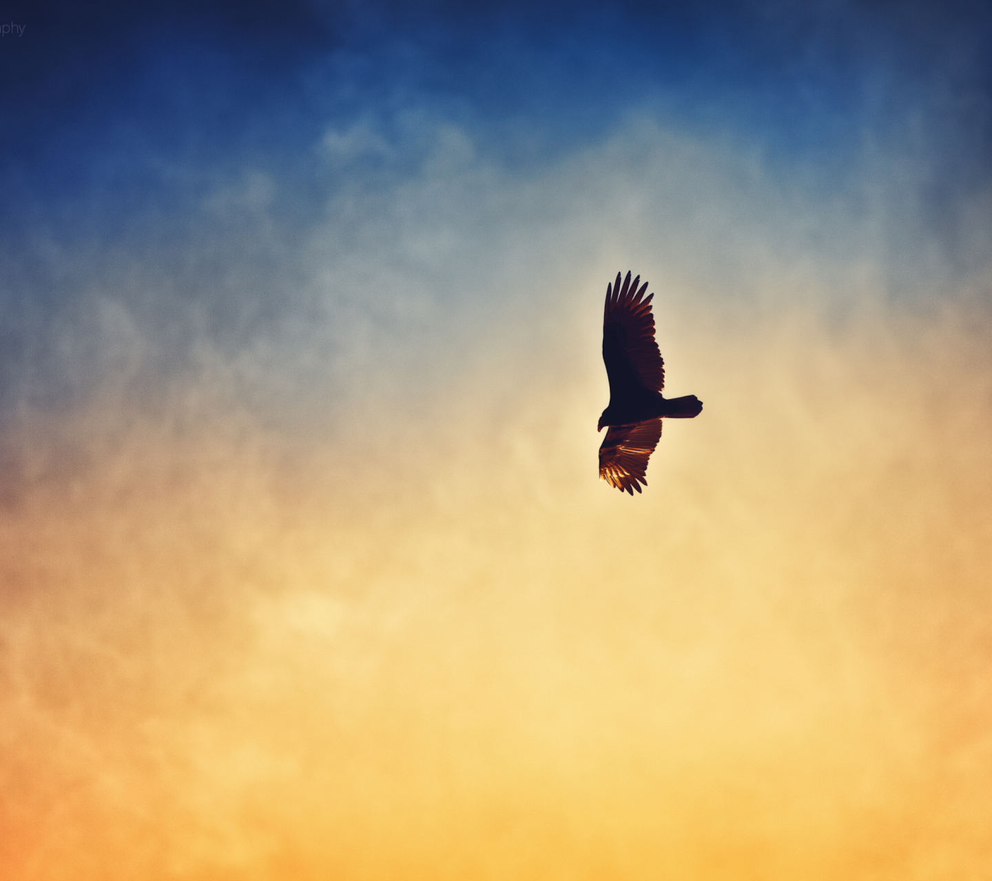 Обои Bird In Sky 1440x1280