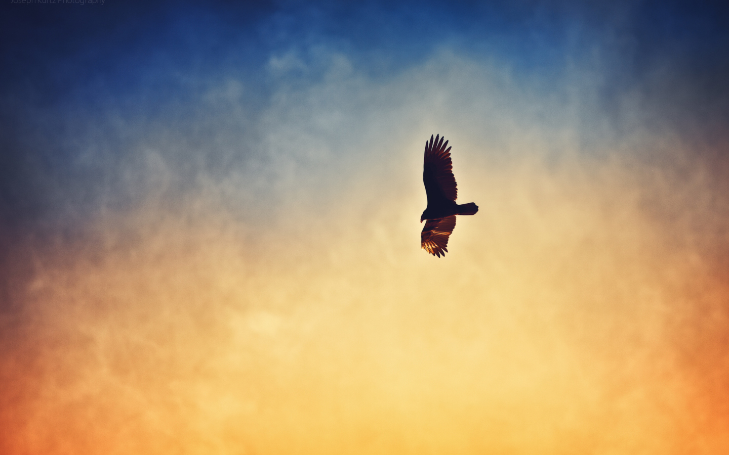 Bird In Sky wallpaper 1440x900