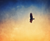 Sfondi Bird In Sky 176x144