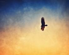 Das Bird In Sky Wallpaper 220x176