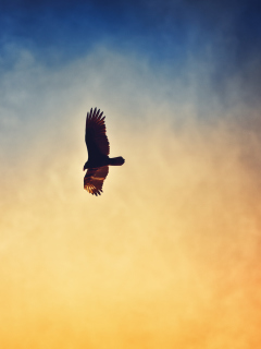 Bird In Sky wallpaper 240x320