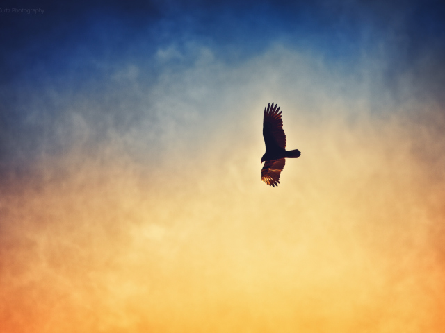 Das Bird In Sky Wallpaper 640x480
