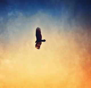 Bird In Sky - Obrázkek zdarma pro 1024x1024