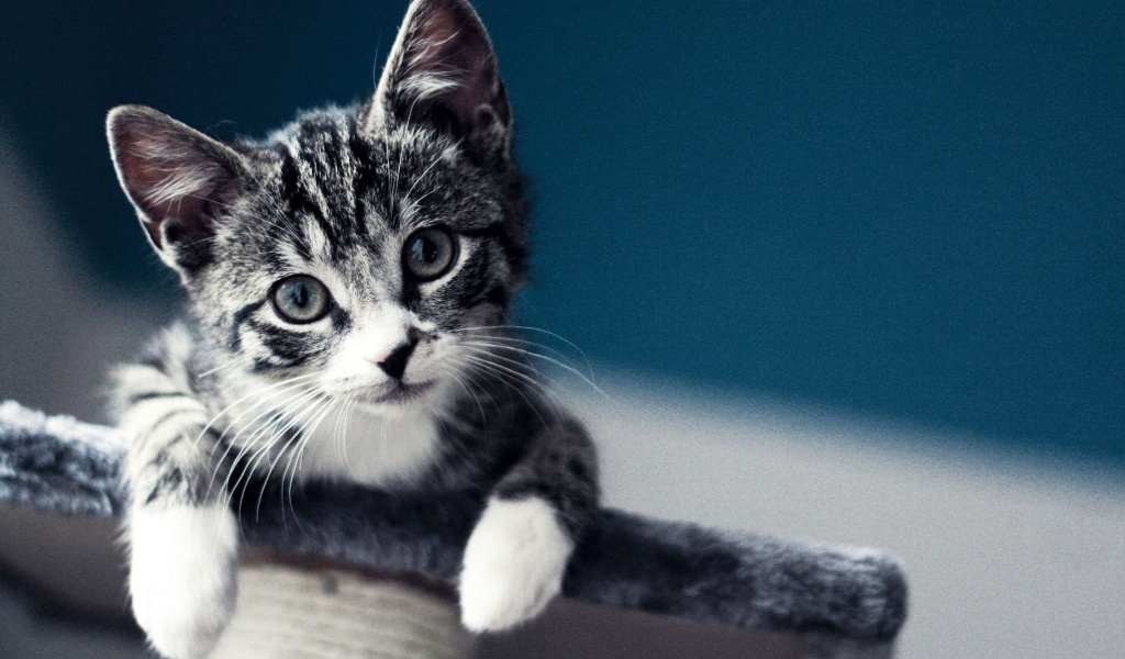 Domestic Kitten wallpaper 1024x600