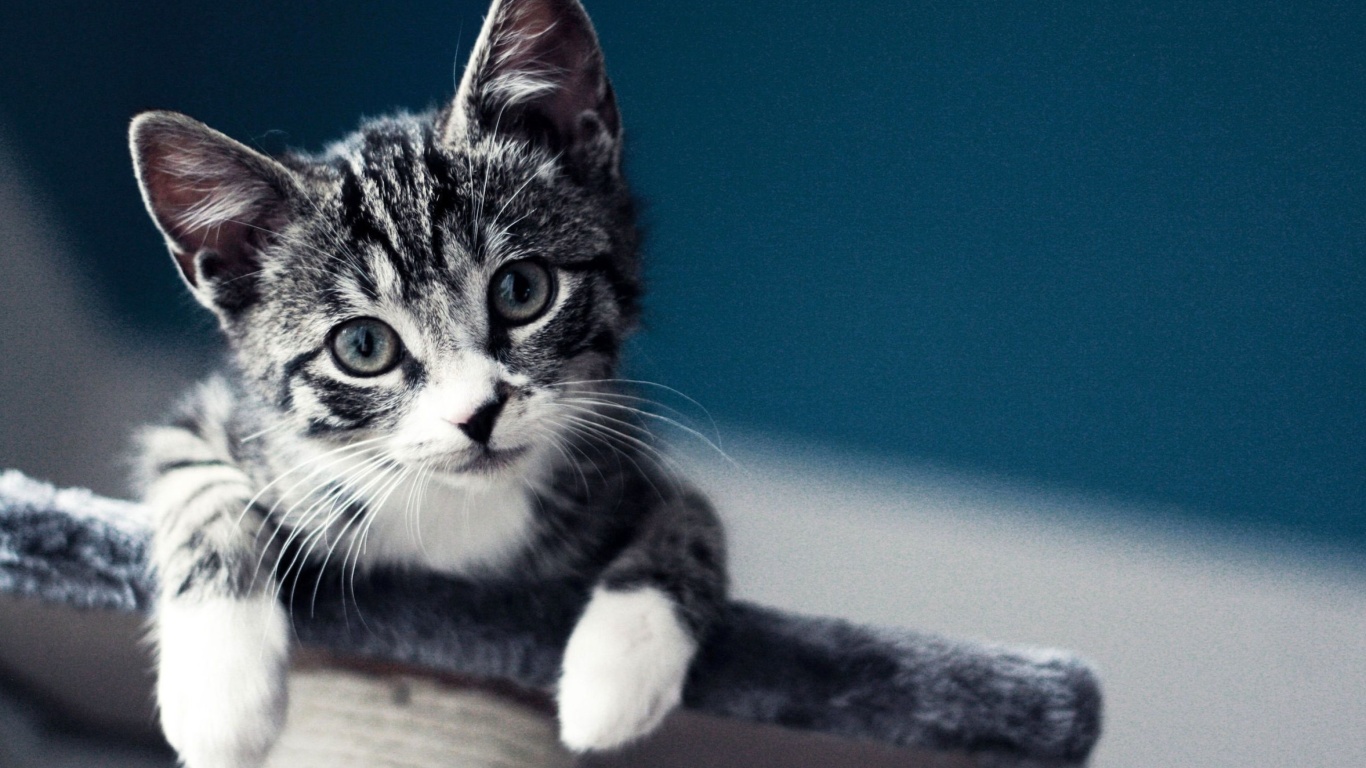 Domestic Kitten wallpaper 1366x768