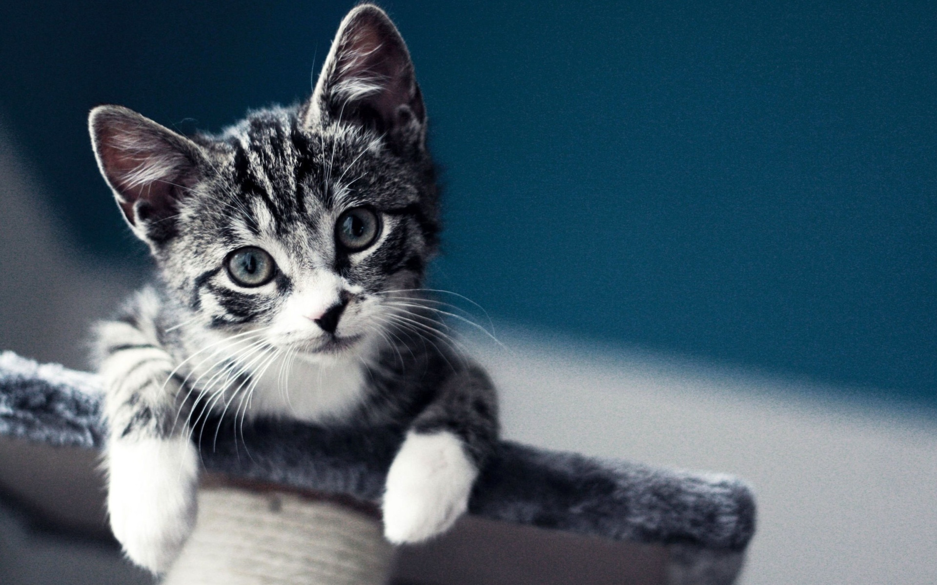 Domestic Kitten wallpaper 1920x1200