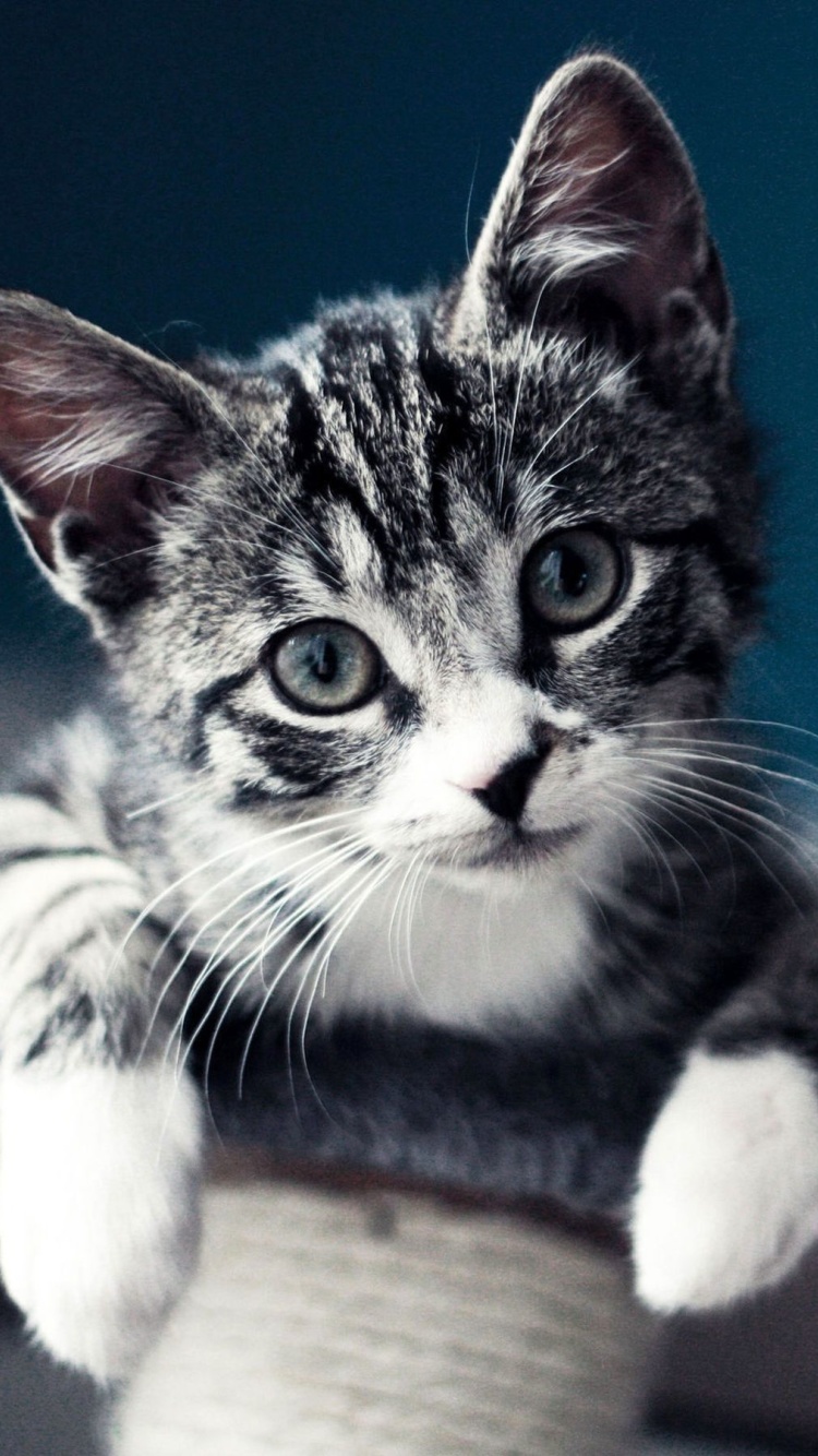 Domestic Kitten screenshot #1 750x1334