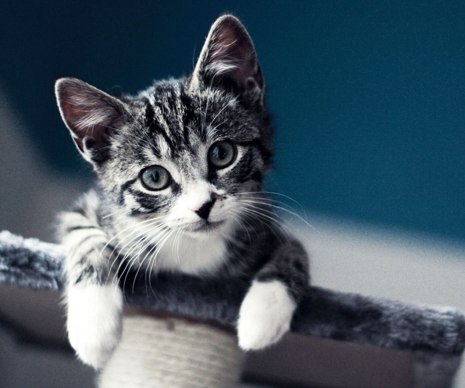 Domestic Kitten wallpaper 960x800