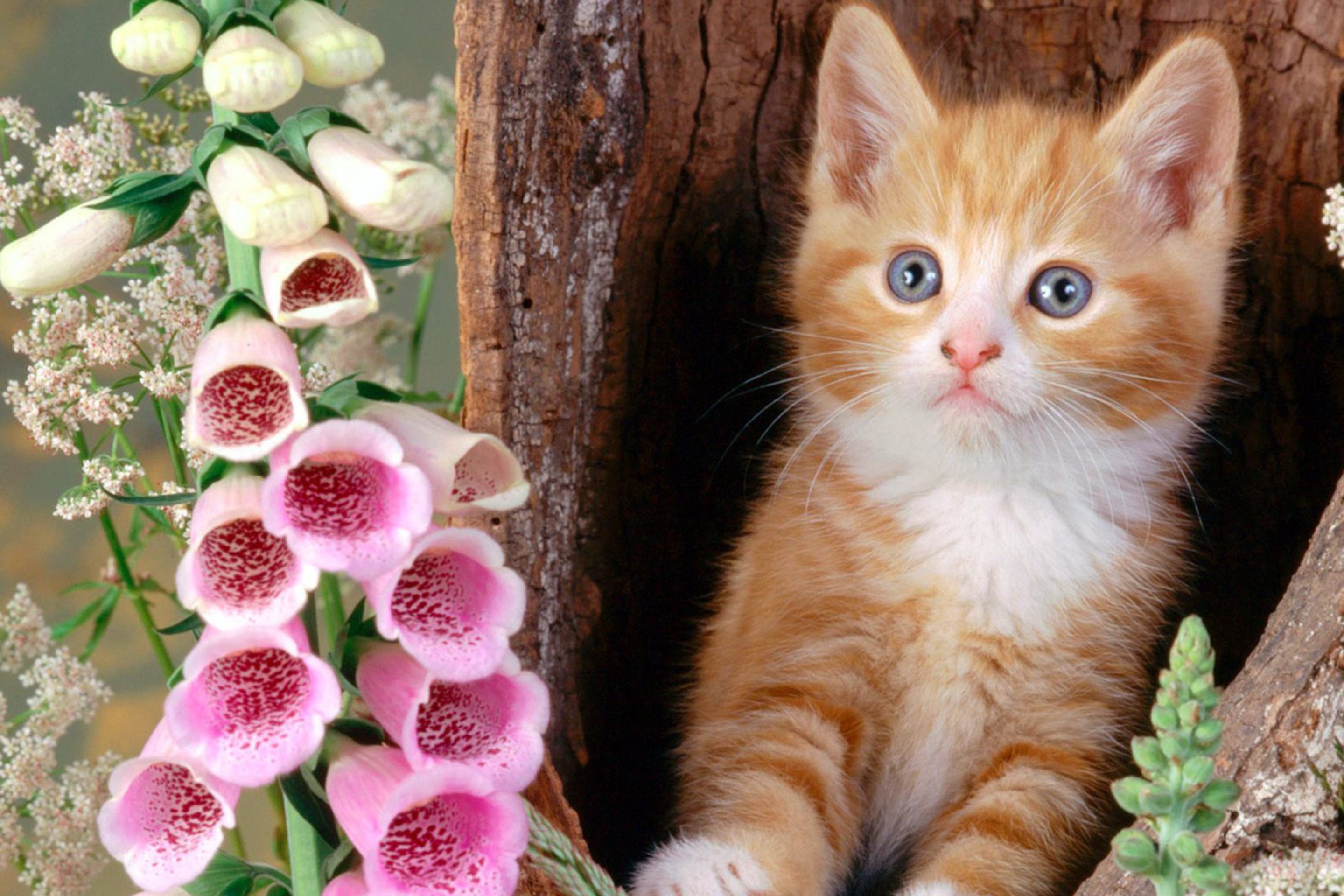 Всякие кошечки. Красивые котята. Красивые кошечки. Кошечка с цветами. Котенок с цветочком.
