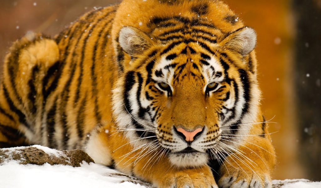 Fondo de pantalla Siberian Tiger 1024x600